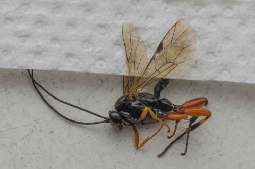 Réf. 301 305 : Pimpla spuria